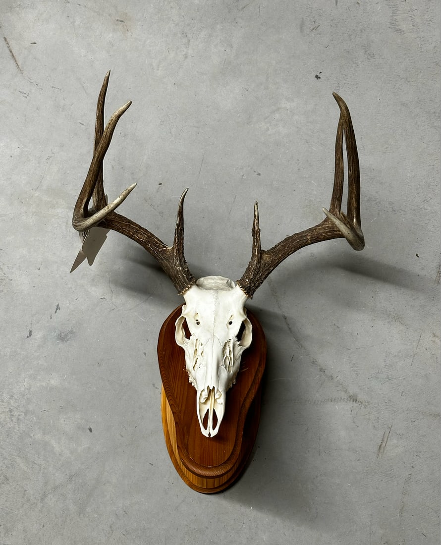 8- Point Whitetail Euro Mount (1 of 3)