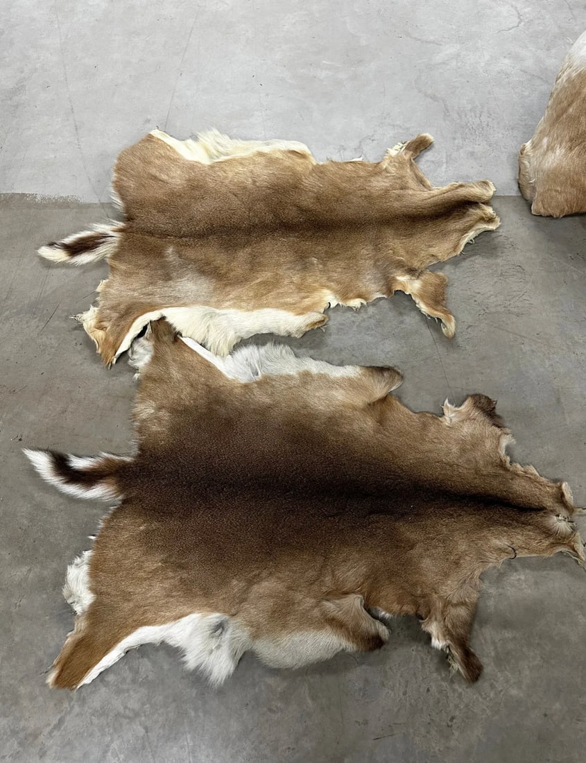 Collection of (2) Piece Deer Hides: Sold as a set 2 Deer Hides Perfect for adding a rustic touch to your home, these hides are a versatile and valuable addition to any collection Please take a moment to review our detailed Shipping Poli