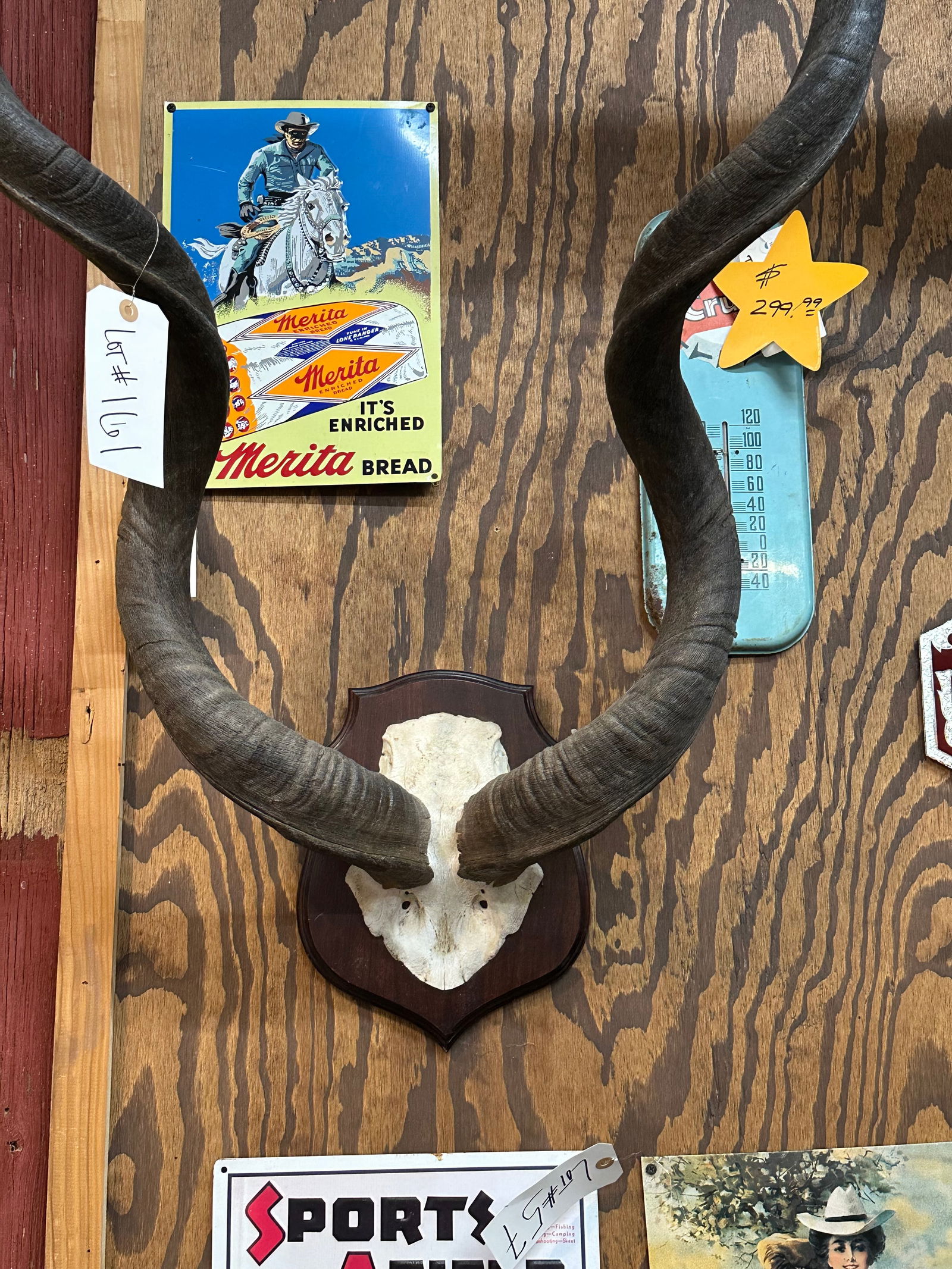 Kudu Horns on Plaque (1 of 7)