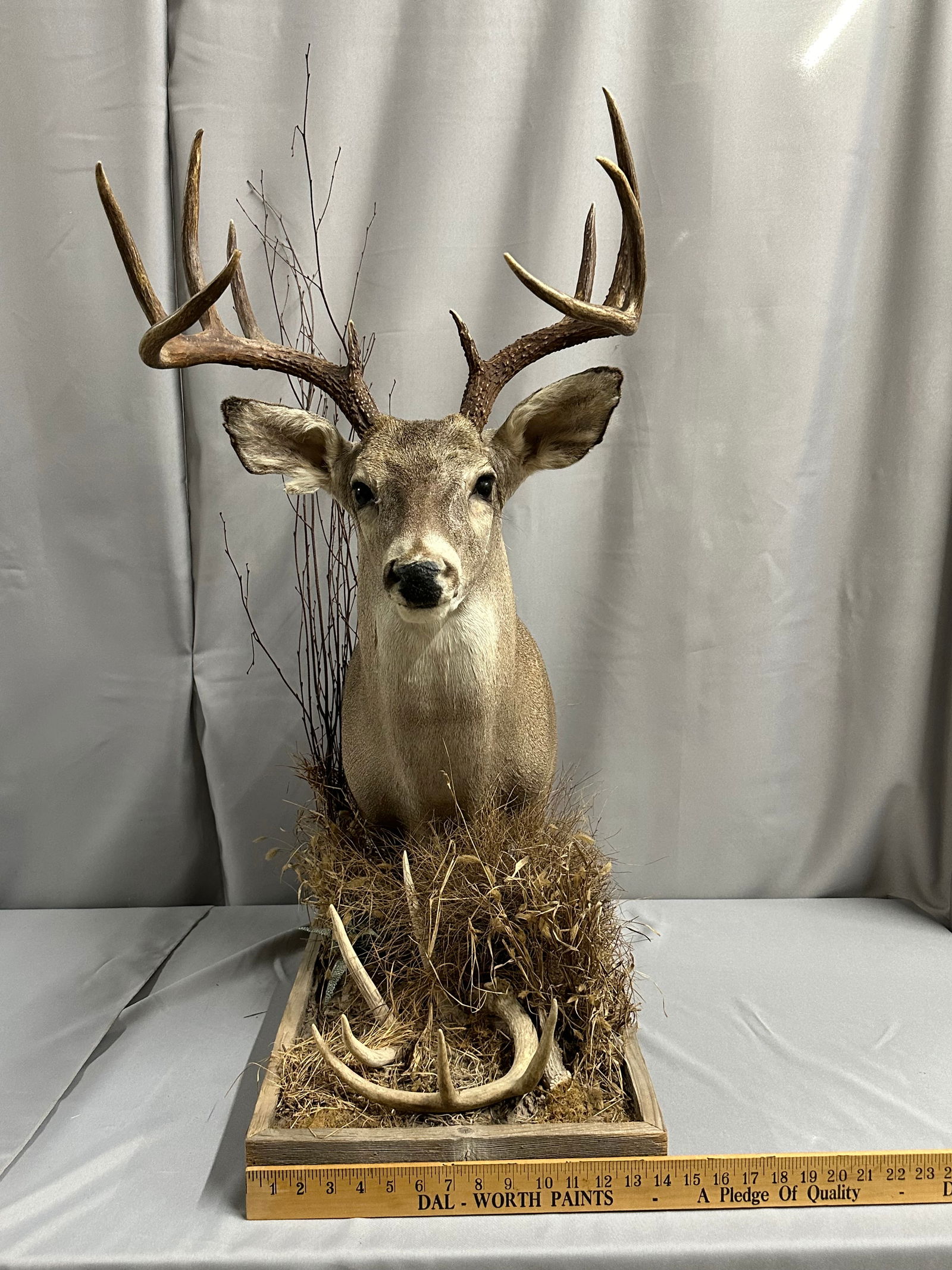 10-Point Whitetail Shoulder Mount in the Weeds (1 of 8)