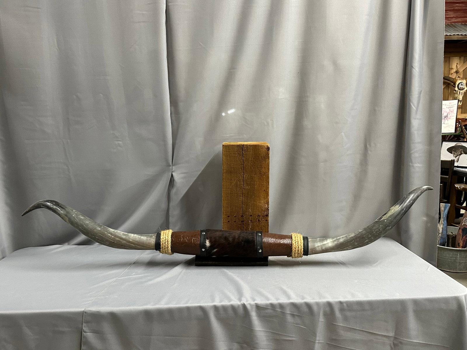 Set of Longhorns: Set of Longhorns 66.5" Please take a moment to review our detailed Shipping Policy and Terms and Conditions before placing any bids. Understanding these policies ensures a smooth and informed bidding 