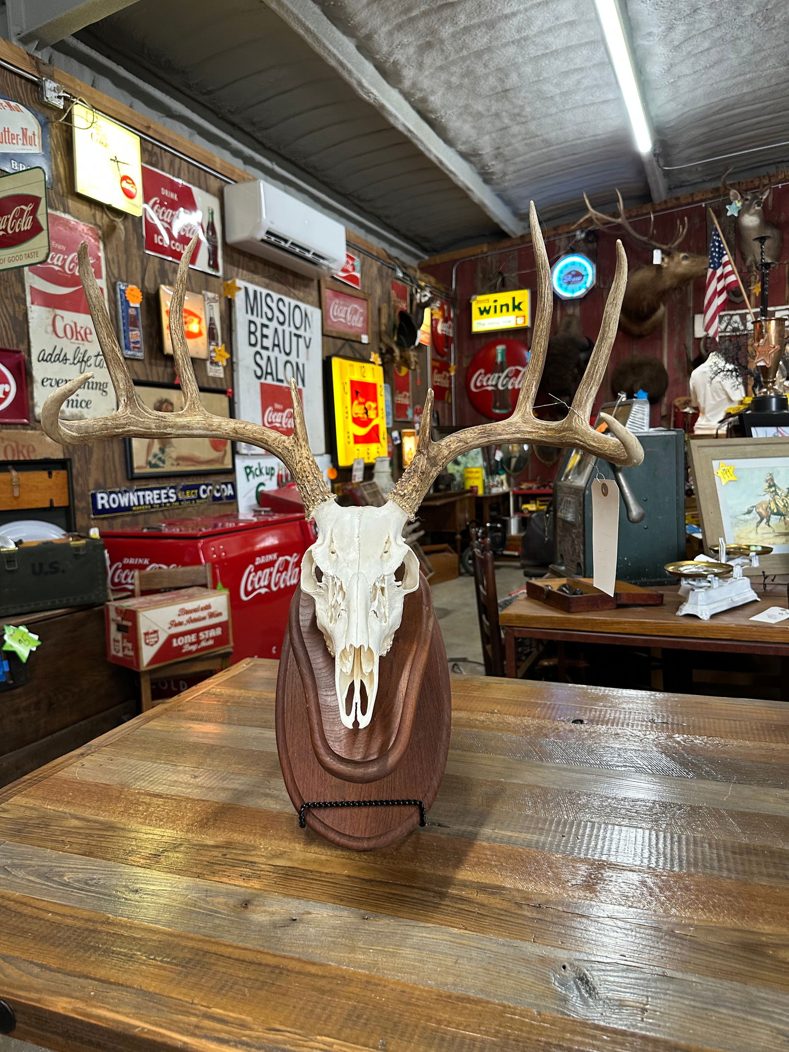 8-Point Whitetail Euro Mount (1 of 8)