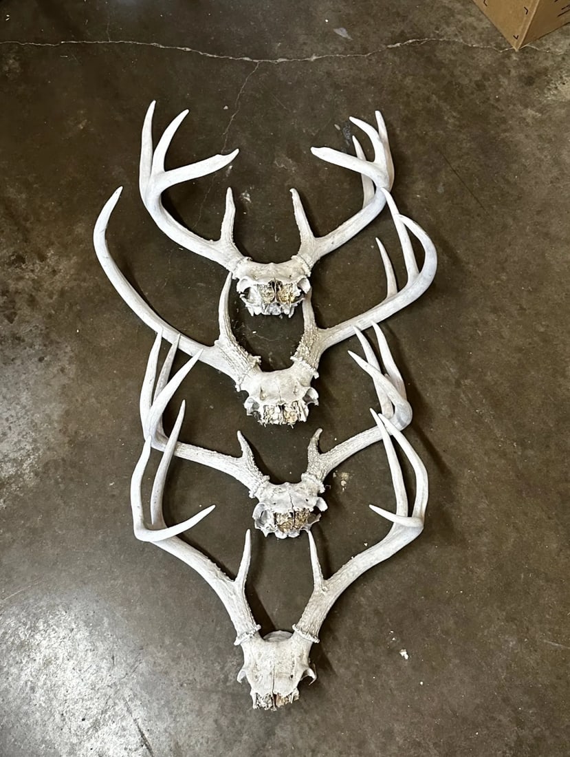 Collection of Deer Horn Sheds: Set of 4 Deer Horn Sheds Please take a moment to review our detailed Shipping Policy and Terms and Conditions before placing any bids. Understanding these policies ensures a smooth and informed biddin
