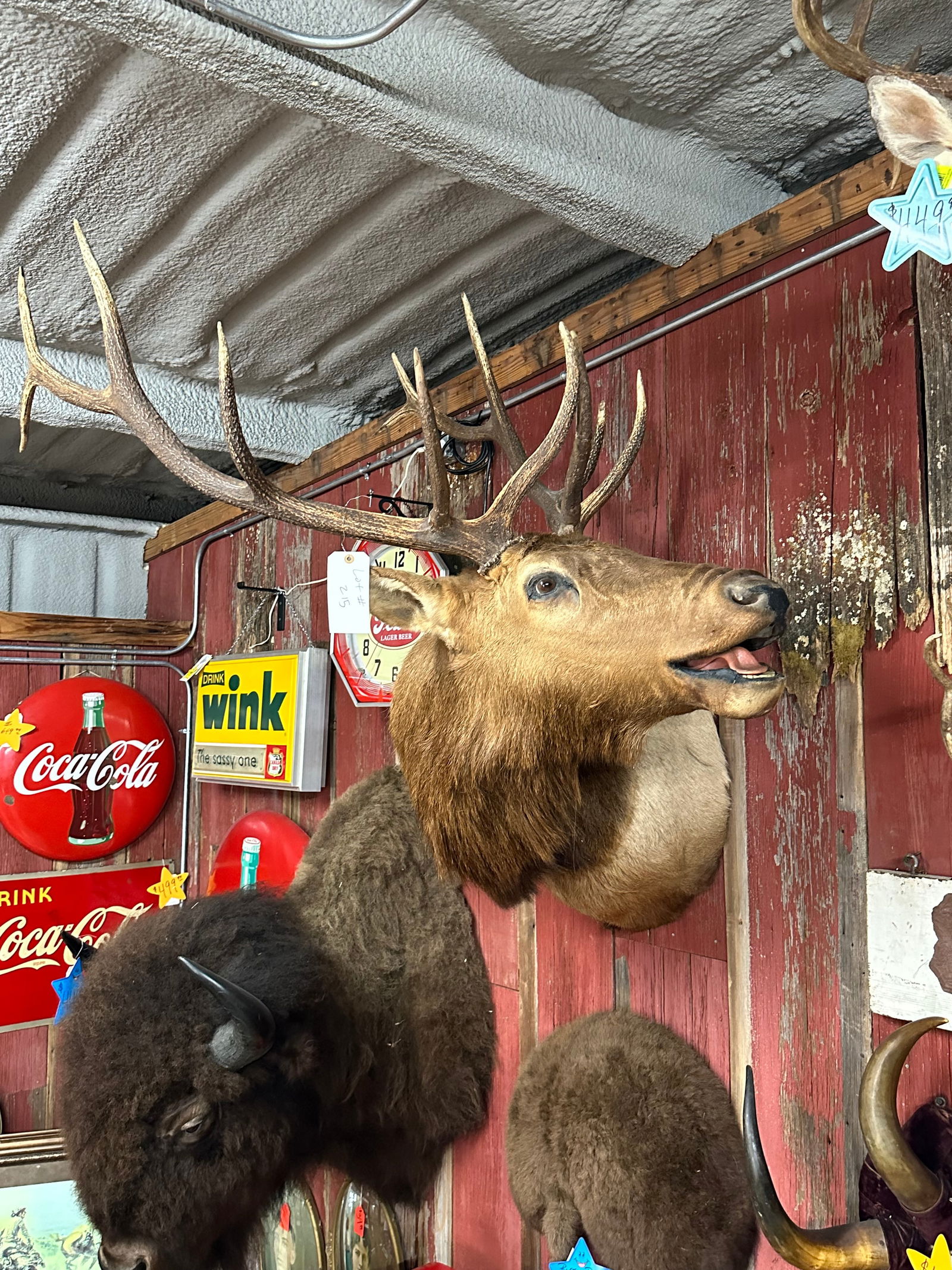 Elk Mount Looking to Left- Slightly Damaged horn (1 of 13)