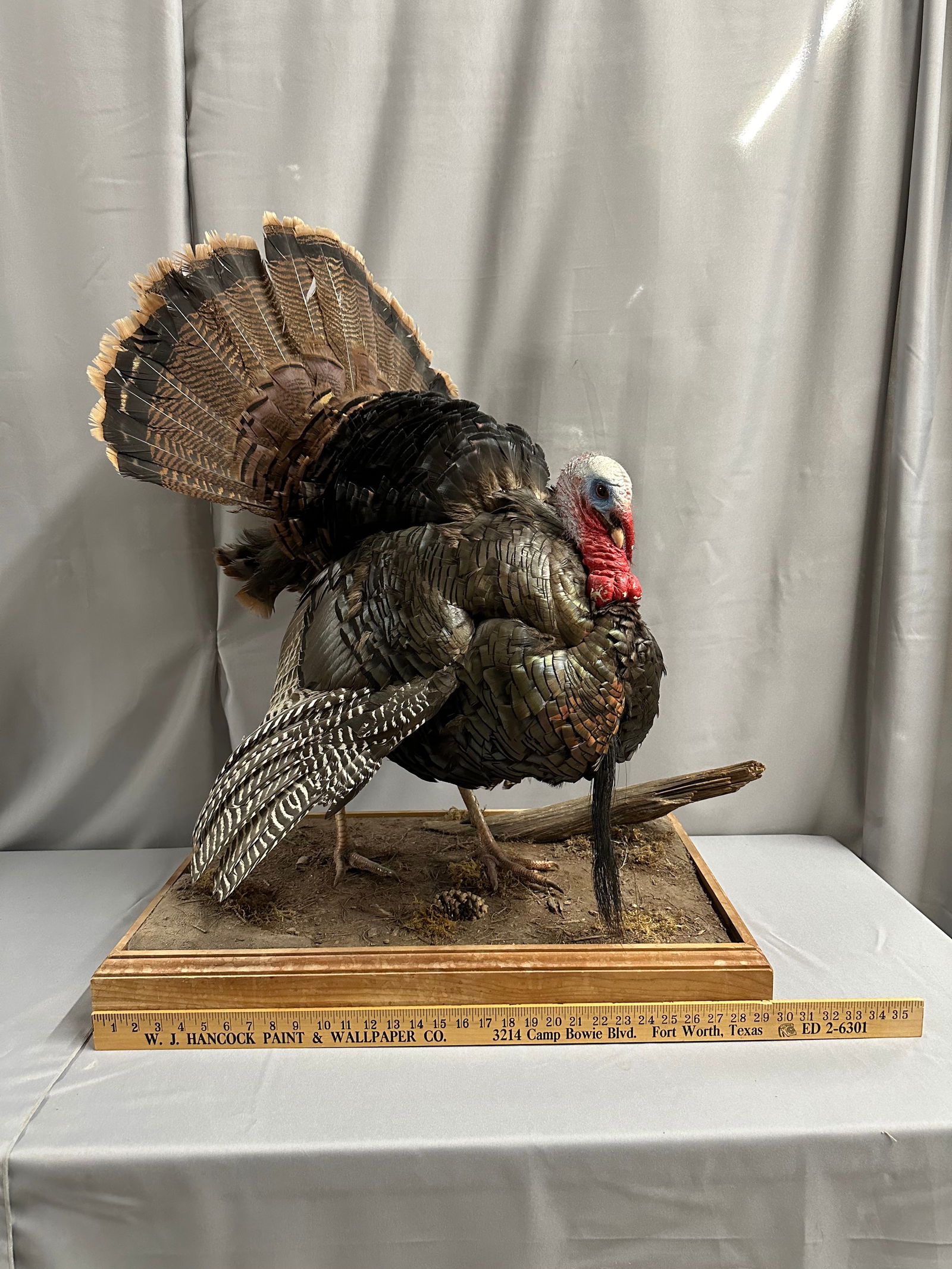 Full Body Turkey Mount on Plaque  (1 of 15)