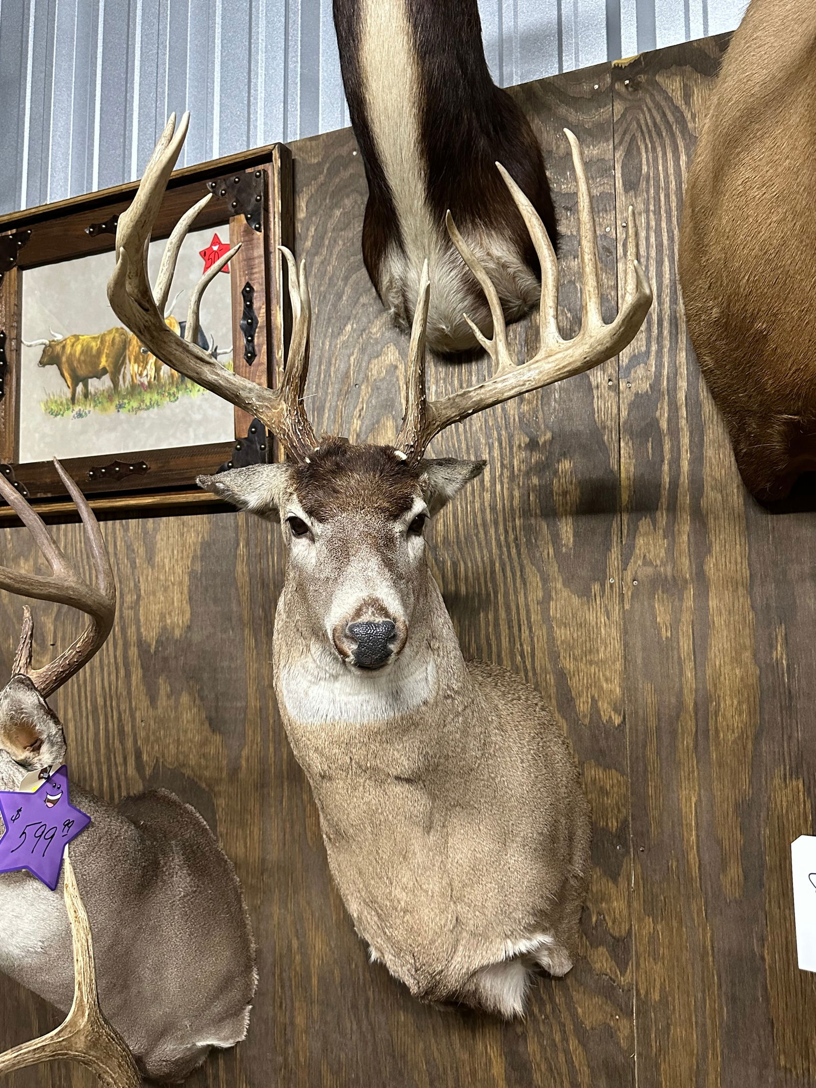 19-Point Whitetail Bucks Ears Pinned (1 of 7)