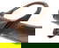 item-206576513=11