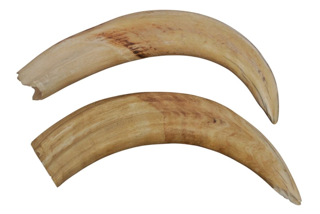Vintage African Warthog Tusk and Effigy Set of 3(S2M) - 2