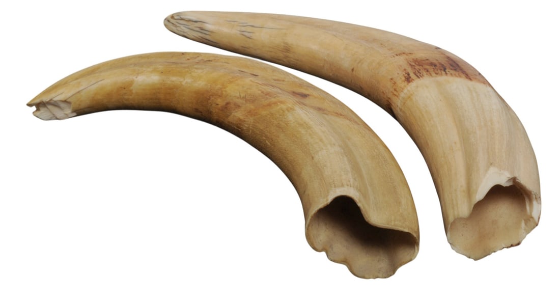 Vintage African Warthog Tusk and Effigy Set of 3(S2M) - 3