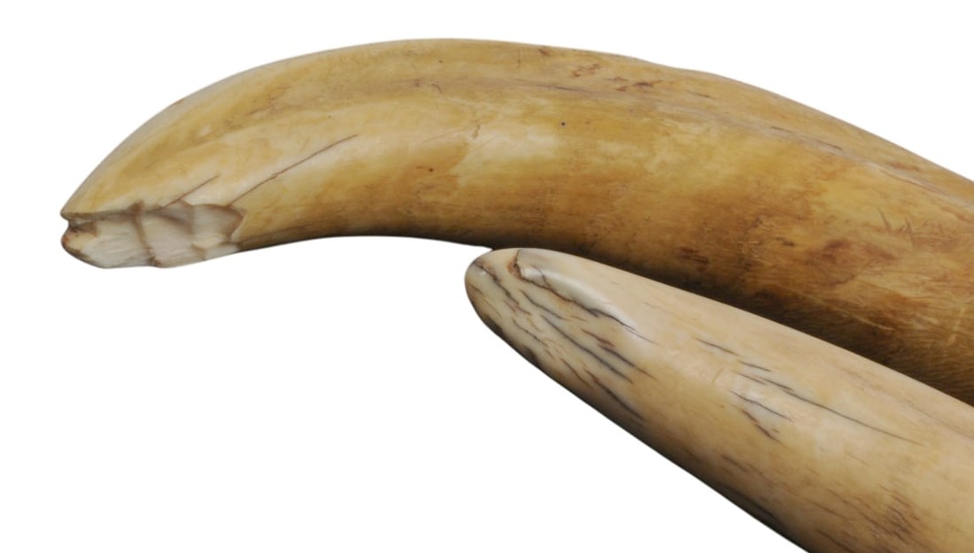 Vintage African Warthog Tusk and Effigy Set of 3(S2M) - 4