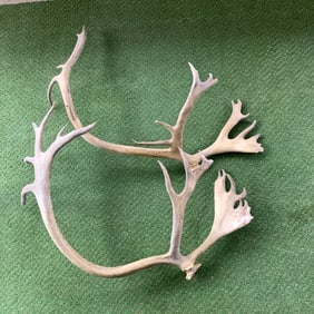 Pair of Caribou Antlers