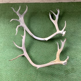 Pair of Caribou Antlers