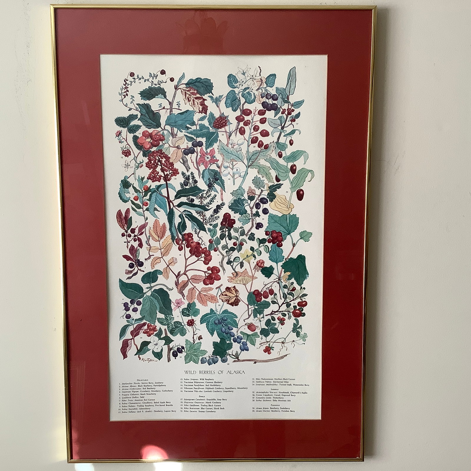 Wild Berries of Alaska Botanical Print by RW Tyler: Framed botanical print by RW Tyler. Berries show Delectable, Edible, Inedible and Poisonous