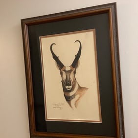 Pronghorn Antelope Watercolor Signed by Artist with Dedication