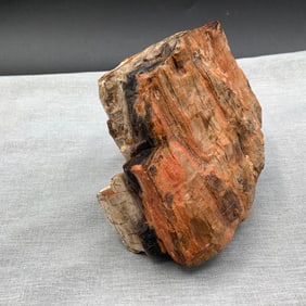 Petrified Wood Specimen