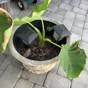 Styrene Old World Style Planter with Elephant Ear Plant