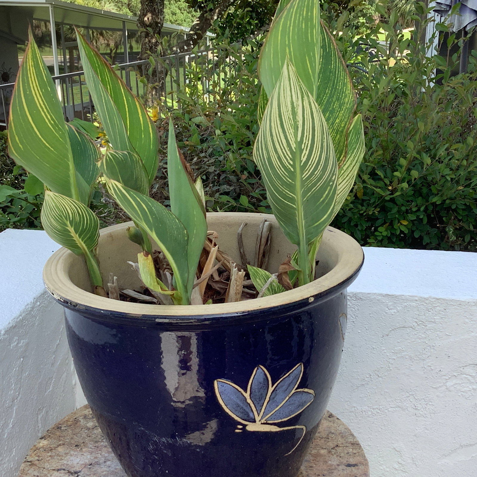 Canna Lilies inside Blue Pottery Planter: Planter has butterfly design on sides Local pick up only.