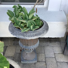 Lightweight Urn with Kalanchoe Daigremontiana (Mother of Thousands) Plant