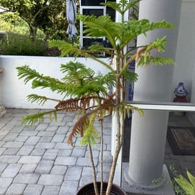 Tall Norfolk Island Pine