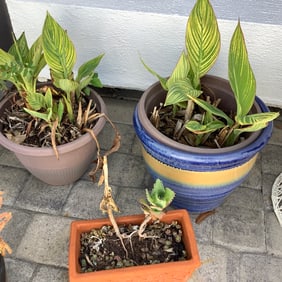 3 Potted Plants and Planters