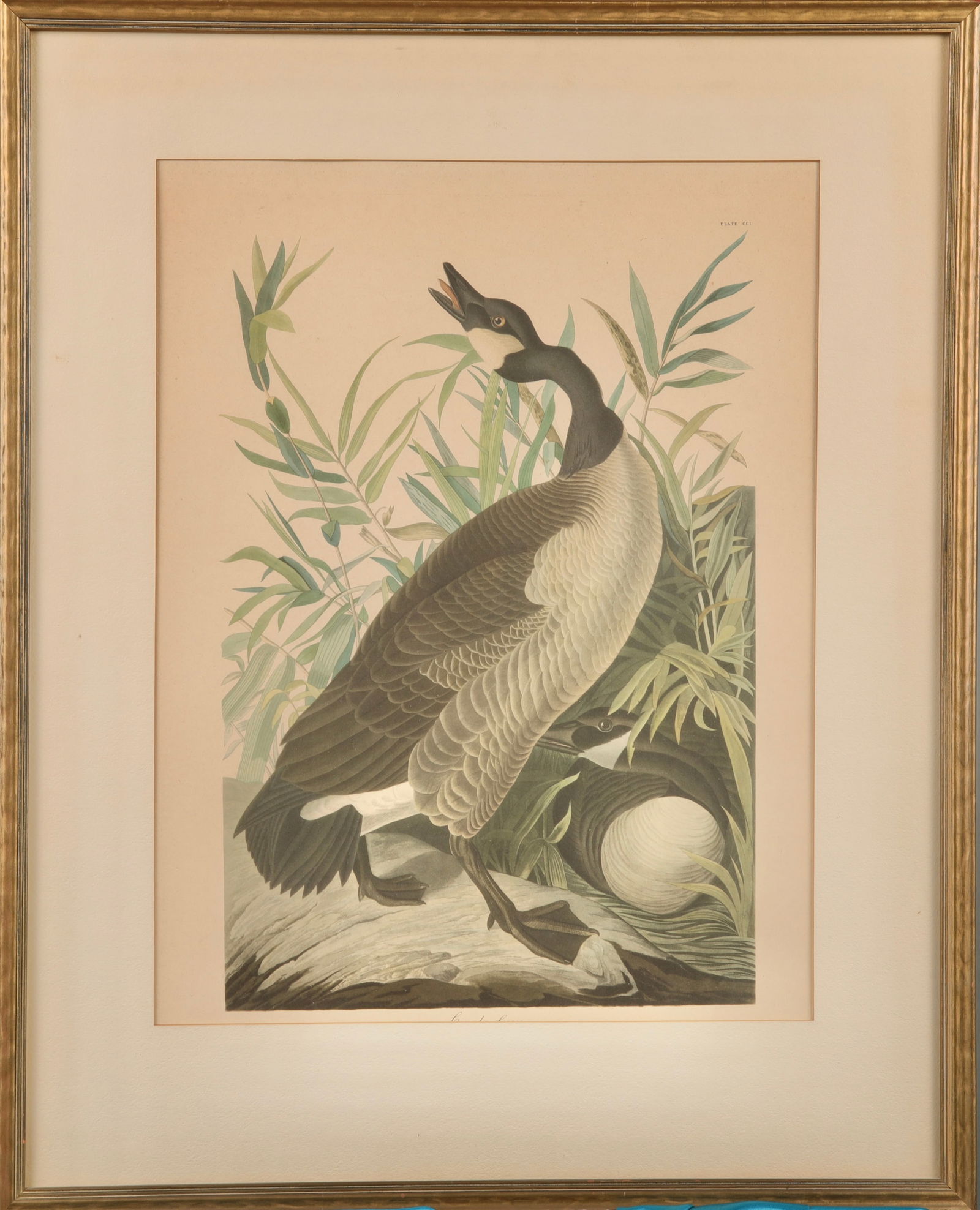 J.J. AUDUBON "CANADA GOOSE" PLATE CCI COLOR ENGRAVING PRINT (1 of 5)