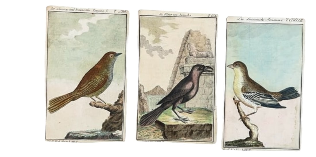 Group of 3 Hand Colored Engravings Buffons Naturgeschichte der Vogel Birds (1 of 6)