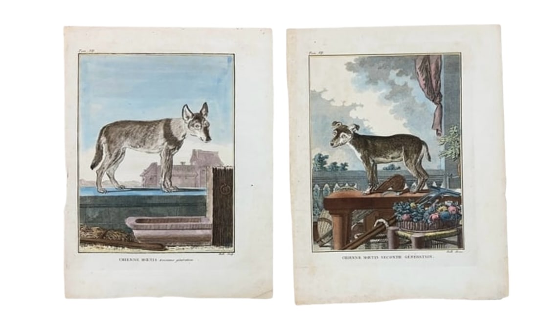 Pair of Hand Colored Engravings Dog Breed Chien Moetis Hulk Buffon (1 of 9)