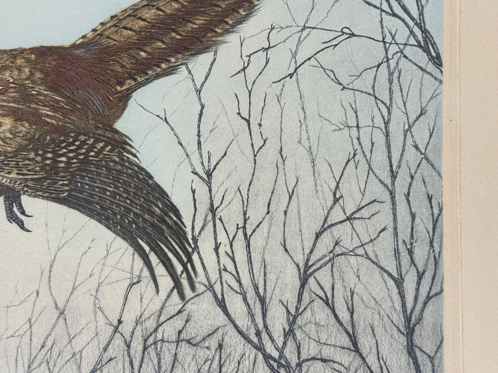 Hand Colored Etching Pheasant in Flight, Leon Danchin - 5