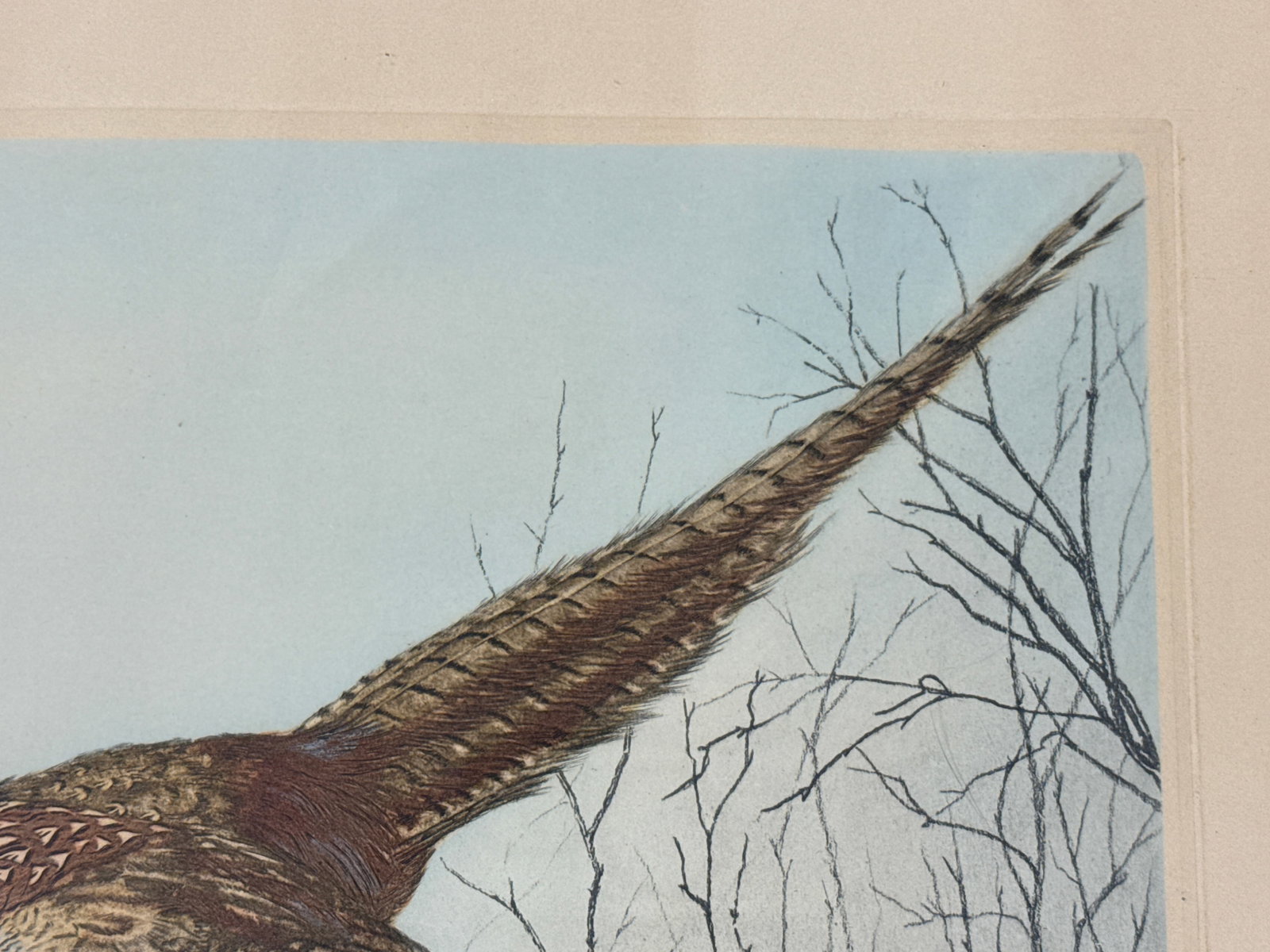 Hand Colored Etching Pheasant in Flight, Leon Danchin - 6
