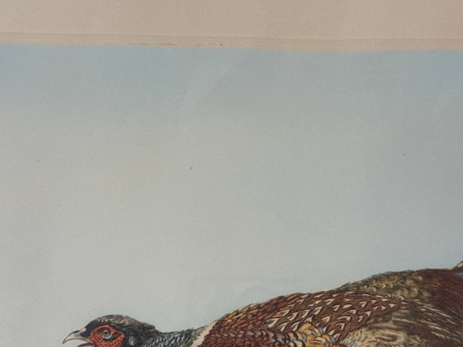 Hand Colored Etching Pheasant in Flight, Leon Danchin - 7