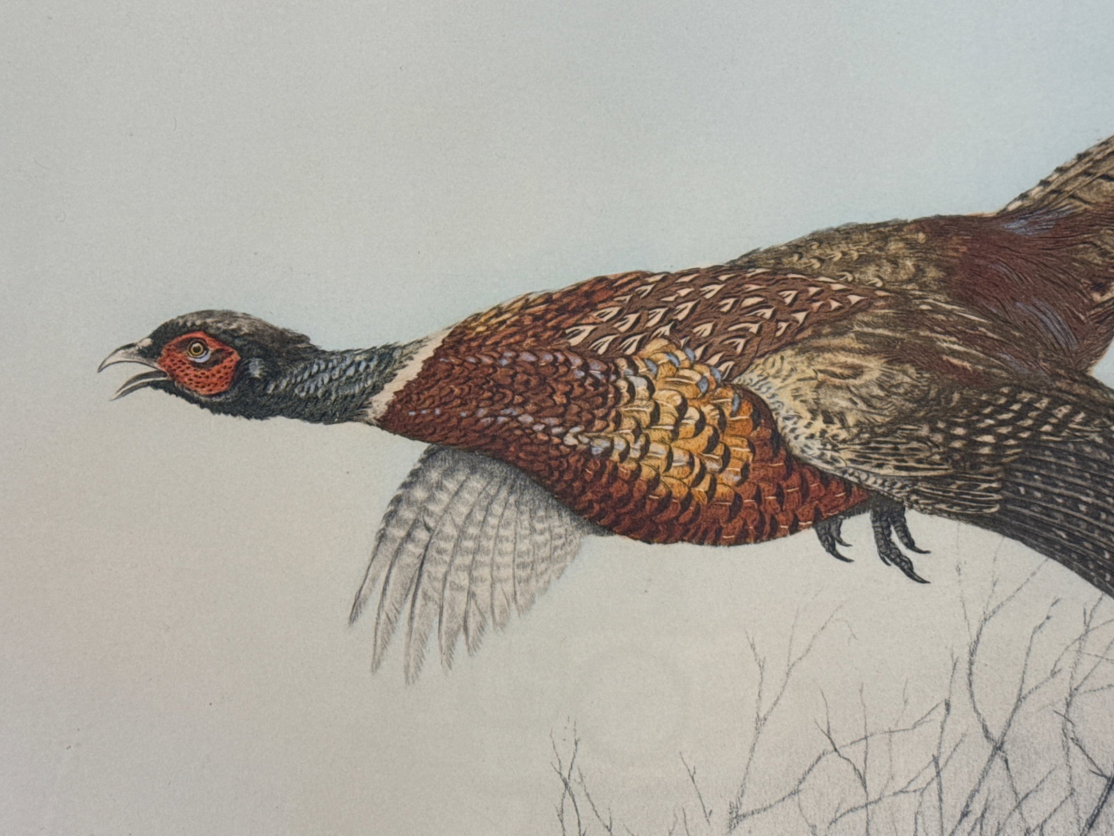 Hand Colored Etching Pheasant in Flight, Leon Danchin - 8