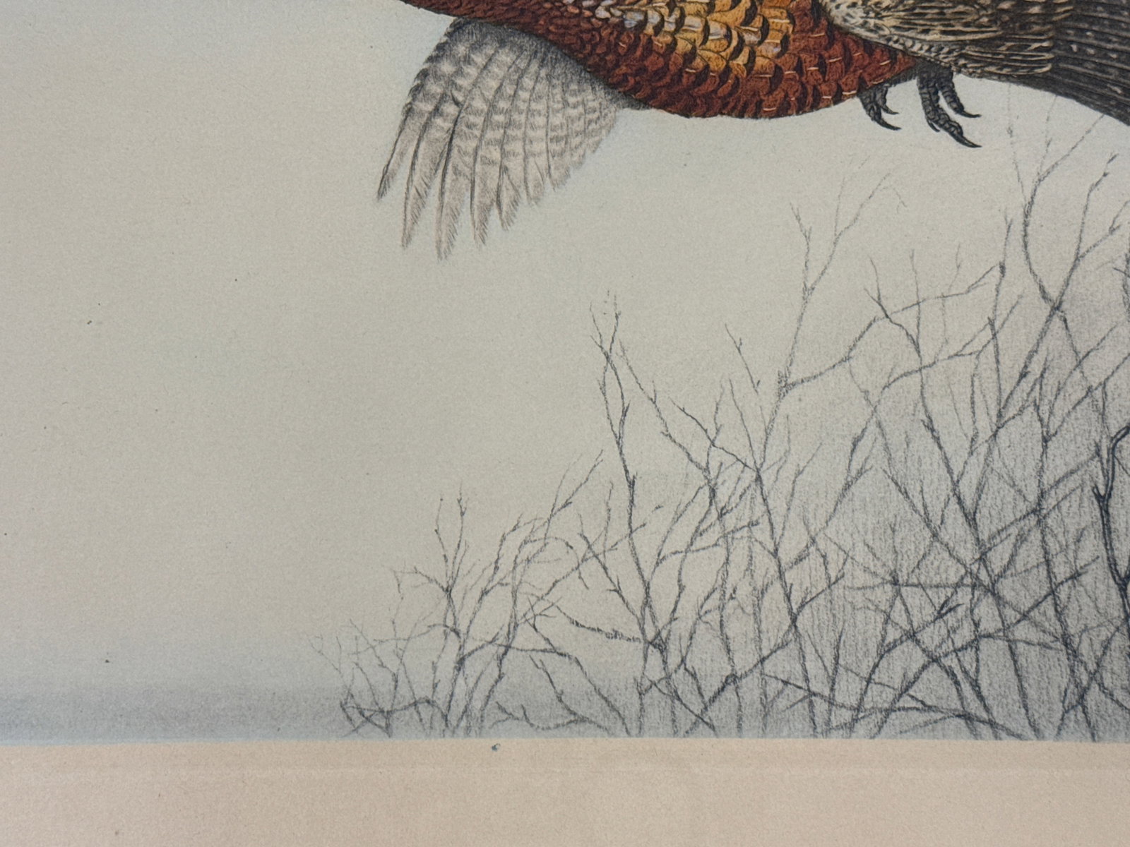 Hand Colored Etching Pheasant in Flight, Leon Danchin - 9