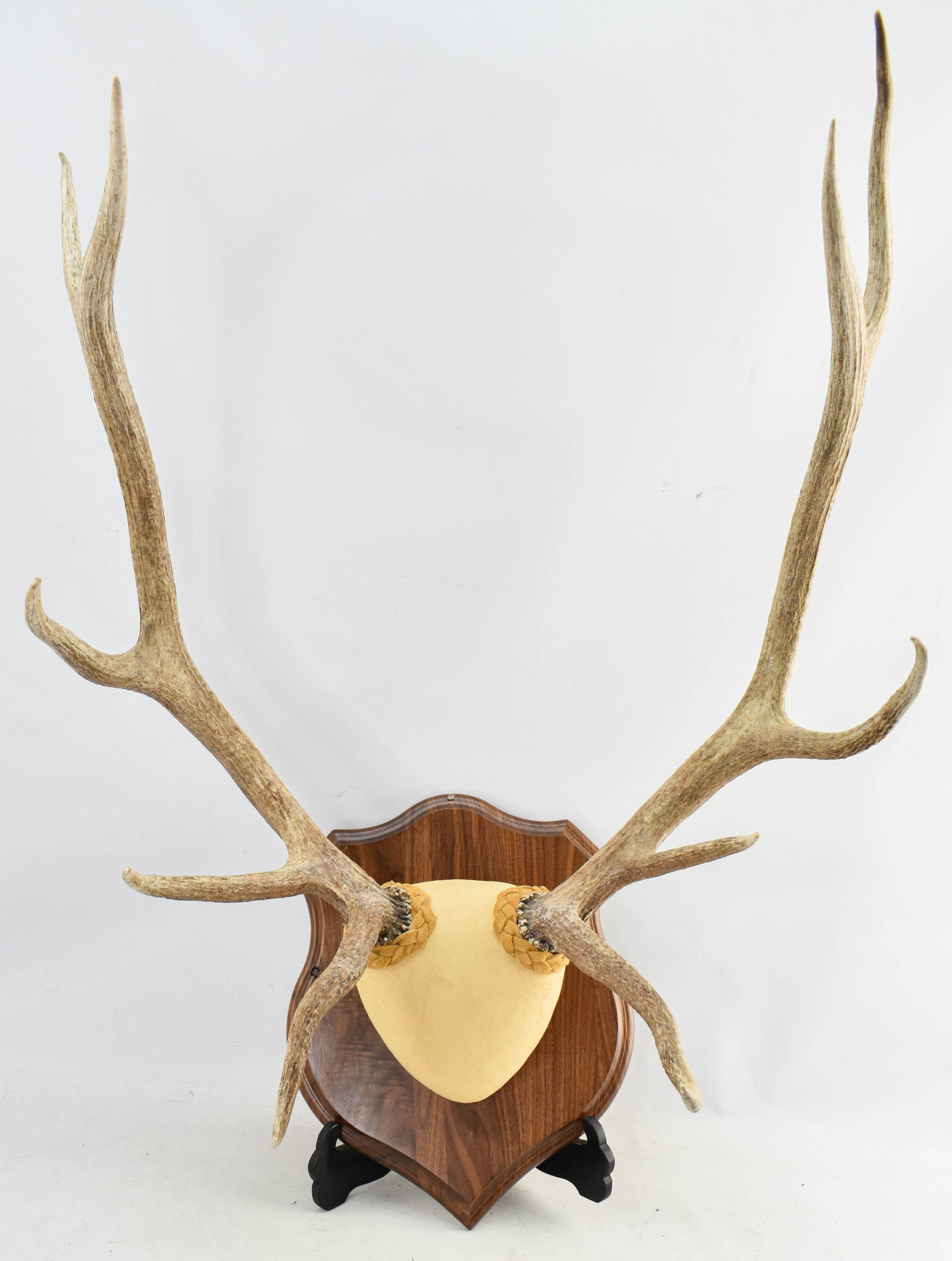 Mounted Deer Antler Taxidermy Trophy (1 of 4)