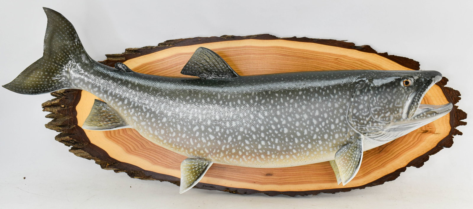 Mounted Lake Trout Fish Replica Taxidermy Trophy (1 of 7)