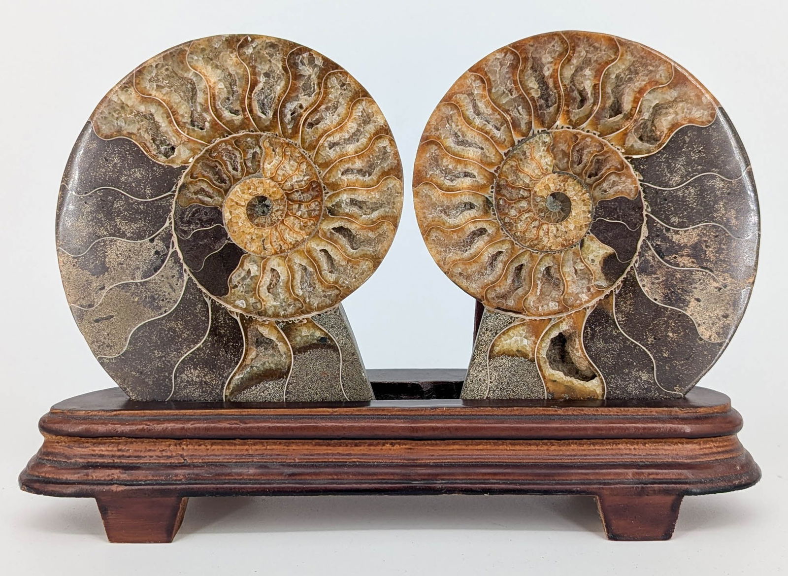 Pair of Ammonite Fossils with Stand (1 of 5)