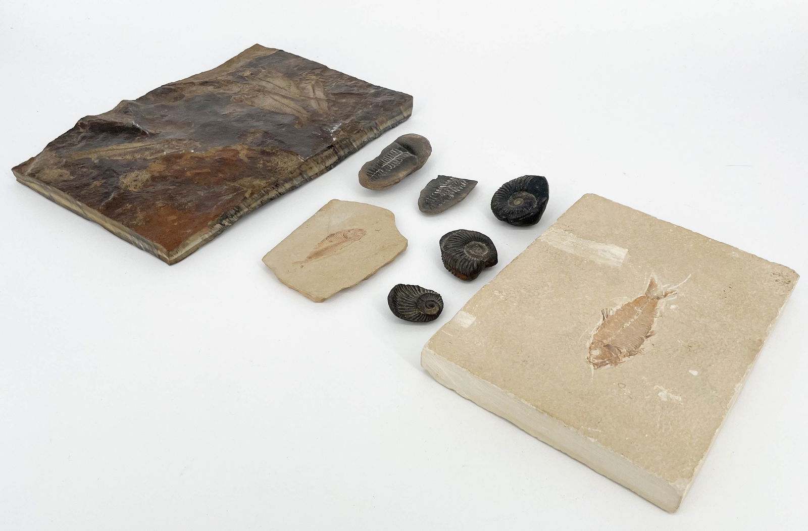 Grp 8 Stone Fossils (1 of 4)