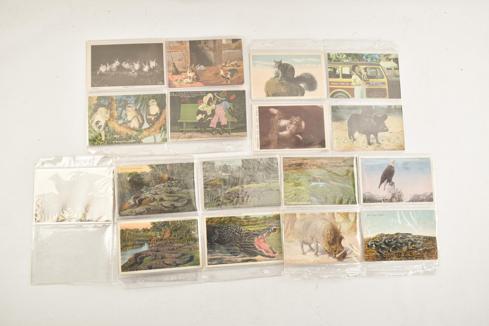 Postcard Collection - Animals, Birds, Alligators (RPPC) (1 of 10)