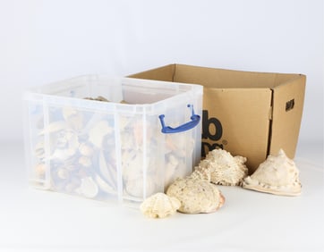 Large Group of Assorted Sea Shells & Rocks