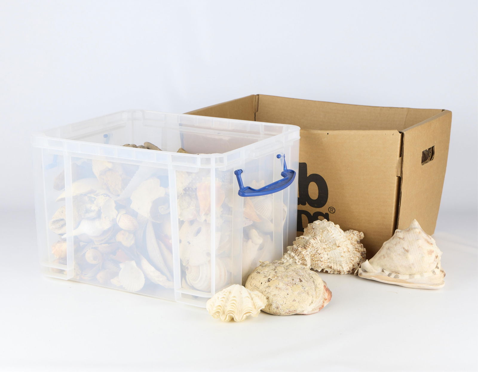 Large Group of Assorted Sea Shells & Rocks