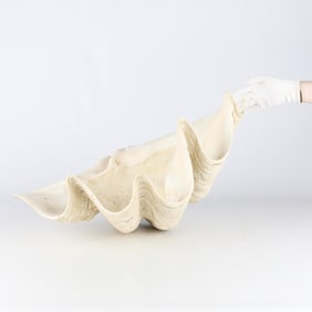 Very Large Sea Clam Shell - 51 lbs