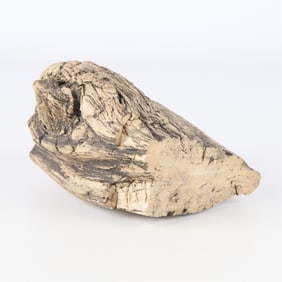 Petrified Wood