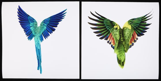 Andrew Zuckerman Blue and Yellow Macau & Blue Fronted Parrot Modified Photo Prints
