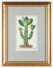 18th C. Hand-Colored Cactus Print, Possibly Giorgio Bonelli