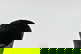 item-211422184=4