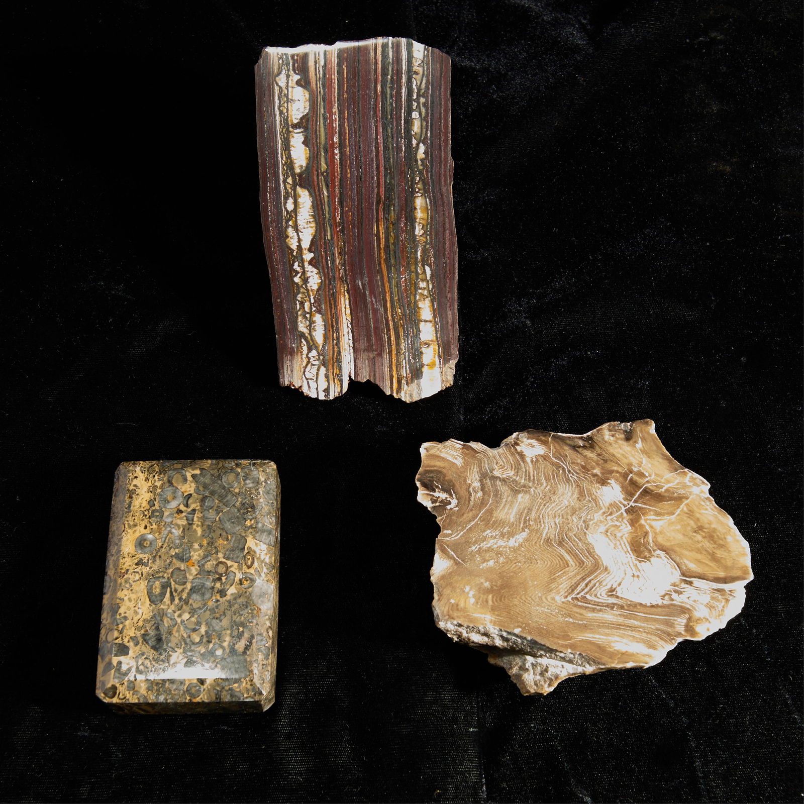 3 Rocks or Minerals Incl. Australian Banded Iron: Group of three rocks or minerals, including Australian Banded Iron, polished rock with fossils, and petrified wood.Height ranges from 1 in to 3 in; width ranges from 3 1/2 in to 5 in; depth ranges fro