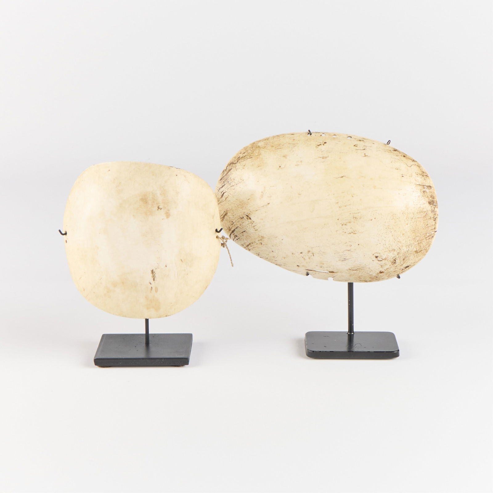 2 PNG Polynesian Bailer Sea Shells on Stands (1 of 4)