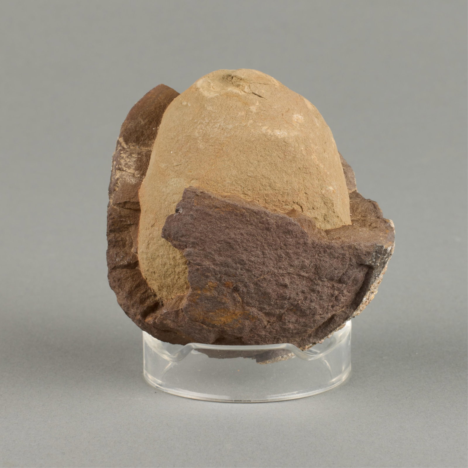 Prehistoric Geological Stone Concretion (1 of 6)