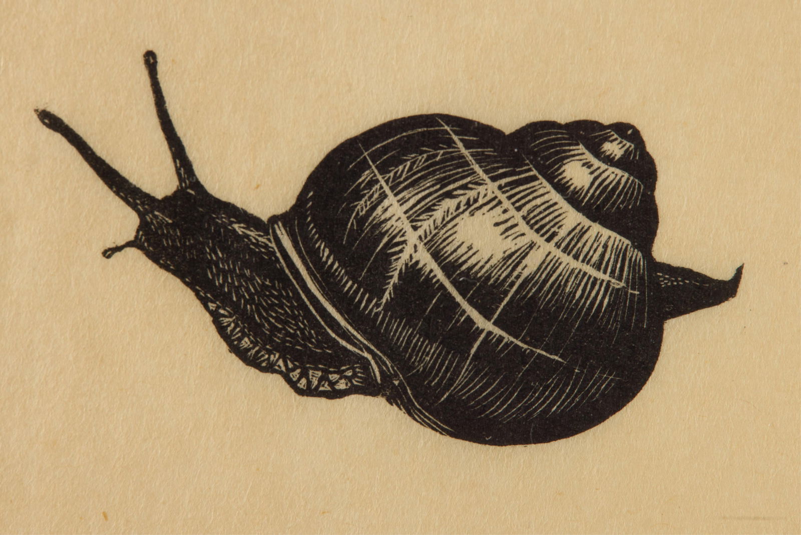 Mabel M. Farmer "Snail" Print: Engraving titled "Snail," depicting a dynamic snail. Pencil signed along the lower right and titled along the lower left. Height: 10 1/2 in x width: 11 in x depth: 3/4 in.