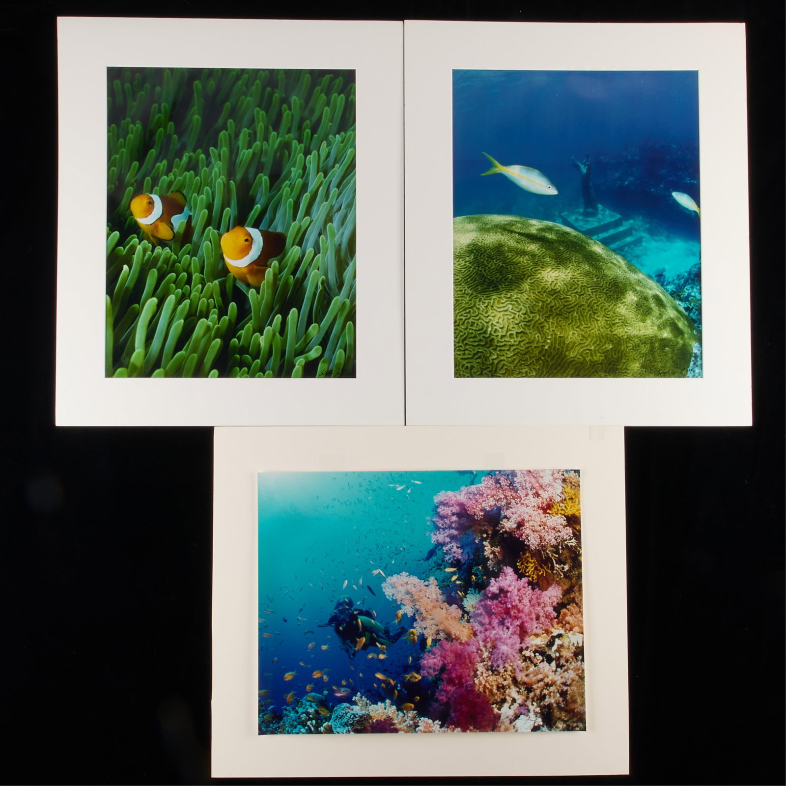 3 Coral Reef Photographs Signed Illegibly: Group of three photographs depicting sea life, including images of clownfish, coral, anemones, fish, and snorkeling divers. Each pen signed illegibly along the lower right. Height ranges from 21 1/4