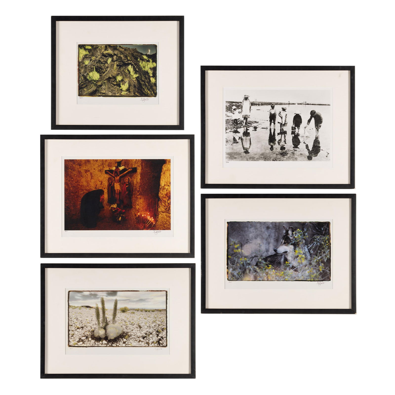 5 National Geographic & Life Magazine Photographs: Including Annie Griffiths Belt "Endangered Mauna Kea Silversword," numbered 4/250, "Endangered Gray Wolf," numbered 4/250, "New Growth on Lava Beds," numbered 3/250, "Good Friday in Jerusalem,"